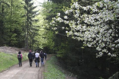 TSV-015