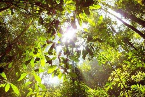 narava